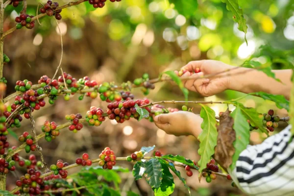 café natural o café mezcla tienda online spain madrid barcelona extremadura santander galicia atocha chamartin